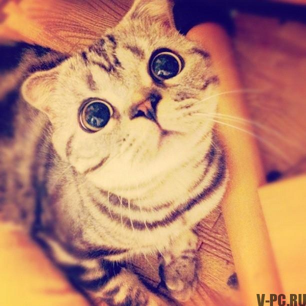 Shishi-Maru-slavná kočka na Instagramu-005