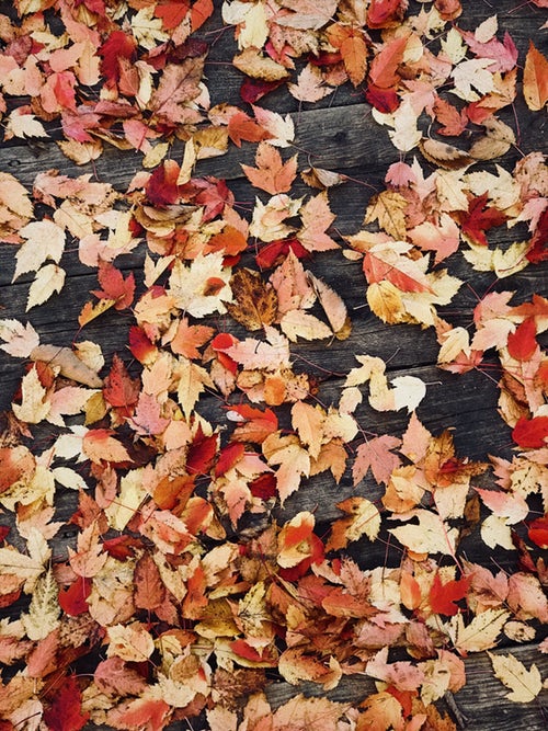podzimní fotografické nápady pro instagram - listy