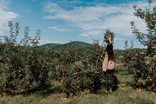 podzimní fotografické nápady pro instagram - dívka vybírá jablka