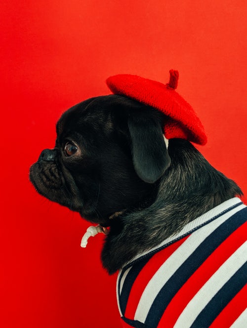 podzimní fotografické nápady pro instagram - mops v červené baretě
